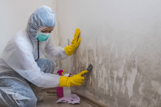 Best Environmental Consulting for Mold Prevention  in Wilmington Manor, DE